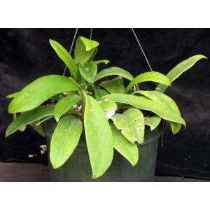 Hoya fraterna 10-inch pots