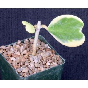 Hoya kerrii cv \'Sweetheart\' 4-inch pots	$15