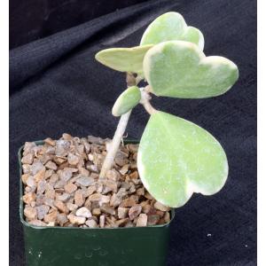 Hoya kerrii (variegate) 5-inch pots