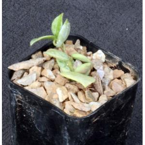 Hoya krohniana cv Splash 2-inch pots