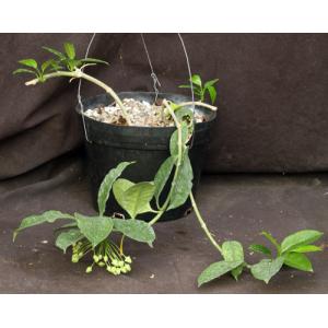 Hoya multiflora cv Shooting Stars 8-inch pots