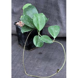 Hoya obovata 5-inch pots
