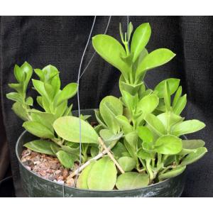 Hoya pachyclada 8-inch pots