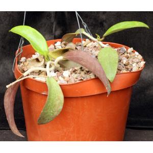 Hoya parasitica var. citrina 8-inch pots