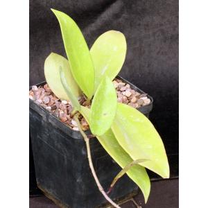 Hoya publicalyx cv Klopperleri 5-inch pots