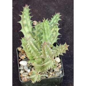 Huernia keniensis var. keniensis 3-inch pots