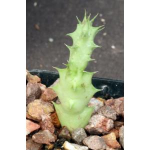 Huernia mccoyi 2-inch pots