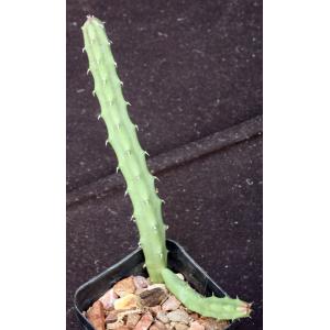 Huernia procumbens 2-inch pots