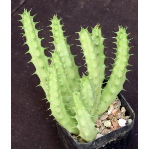 Huernia sudanensis (Ethiopia) 2-inch pots