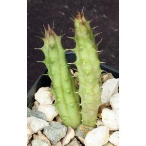 Huernia thuretii 2-inch pots