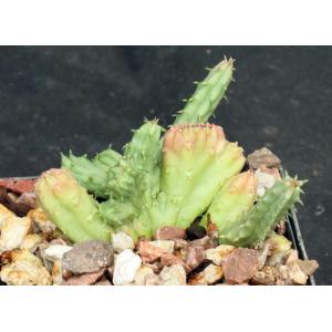 Huernia thuretii (crest) 4-inch pots