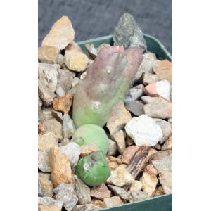 Huernia cv Foma (ISI 2011-29) 4-inch pots