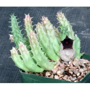 Huernia keniensis var. keniensis 5-inch pots