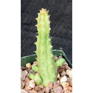 Huernia keniensis var. nairobiensis 4-inch pots