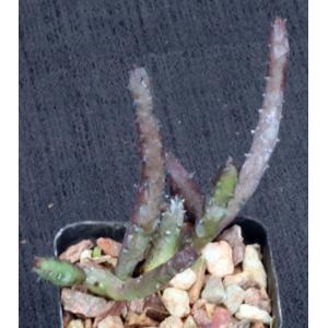 Huernia macrocarpa 2-inch pots