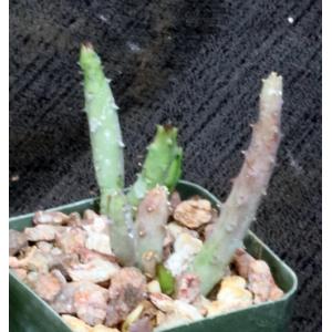 Huernia macrocarpa 2-inch pots