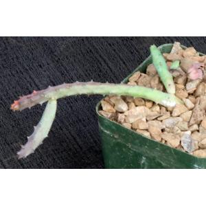 Huernia macrocarpa 4-inch pots