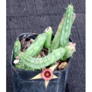 Huernia procumbens 2-inch pots
