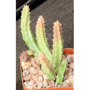 Huernia stapelioides 3-inch pots