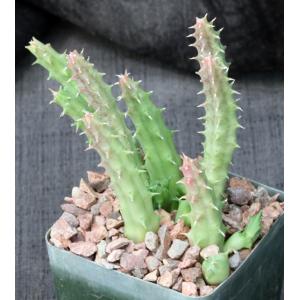 Huernia sudanensis (Ethiopia) 4-inch pots