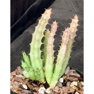 Huernia sudanensis (Ethiopia) 5-inch pots