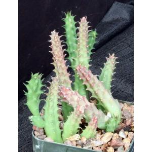Huernia thuretii 5-inch pots