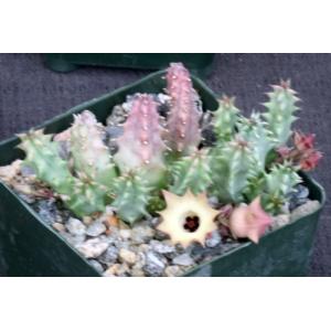 Huernia thuretii var. primulina 4-inch pots