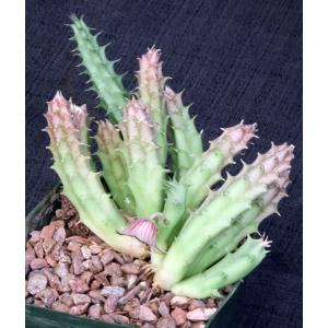 Huernia keniensis var. keniensis 5-inch pots