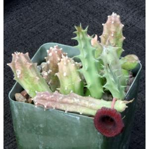 Huernia keniensis var. keniensis (Barad 11548) 4-inch pots