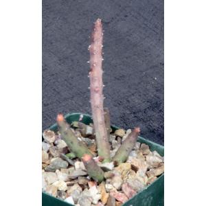Huernia macrocarpa 4-inch pots