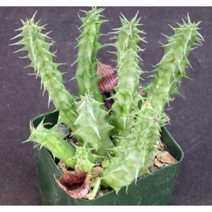 Huernia saudi-arabica 4-inch pots