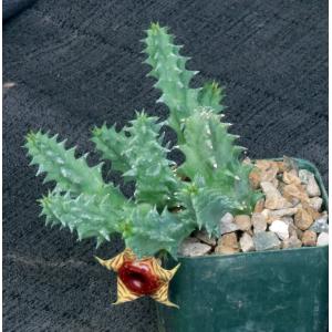 Huernia zebrina 3-inch pots