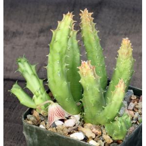 Huernia keniensis var. keniensis 4-inch pots