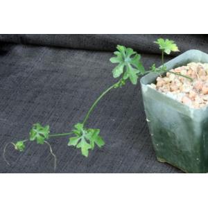Ibervillea tenuisecta 4-inch pots