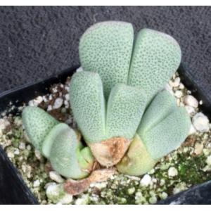 Ihlenfeldtia vanzylii 2-inch pots