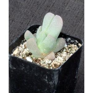 Ihlenfeldtia vanzylii 2-inch pots