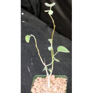 Ipomoea teotitlanica 4-inch pots