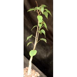 Ipomoea arborescens 5-inch pots