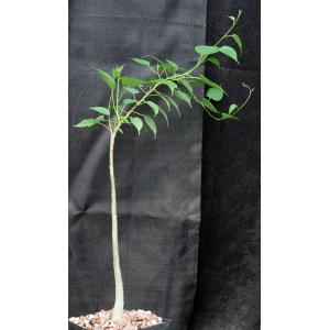 Ipomoea arborescens one-gallon pots