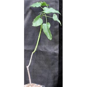 Ipomoea carnosa 5-inch pots