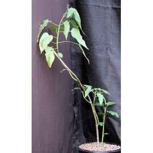 Ipomoea carnosa 2-gallon pots