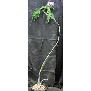 Ipomoea carnosa 3-gallon pots