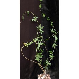 Ipomoea platense 5-inch pots