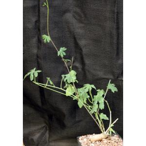 Ipomoea platense one-gallon pots