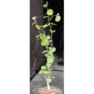 Ipomoea teotitlanica 4-inch pots