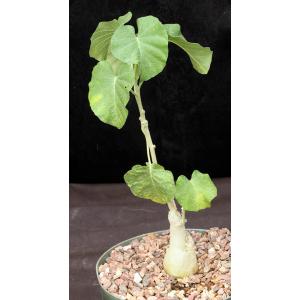 Ipomoea albivinia 8-inch pots