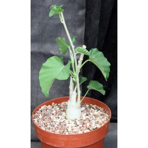 Ipomoea albivinia 8-inch pots