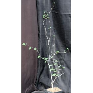 Ipomoea teotitlanica  one-gallon