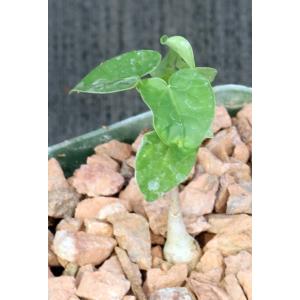 Jacaratia corumbensis 4-inch pots