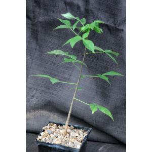 Jacaratia corumbensis 5-inch pots